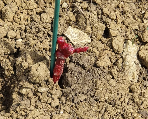 domaine viticole à Menetou-Salon près de Bourges dans le Cher 18