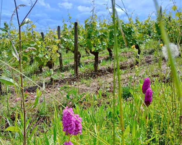 cépage Menetou-Salon à Menetou-Salon près de Bourges dans le Cher 18