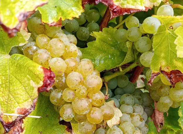 vente de vins de Menetou-Salon à Menetou-Salon près de Bourges dans le Cher 18